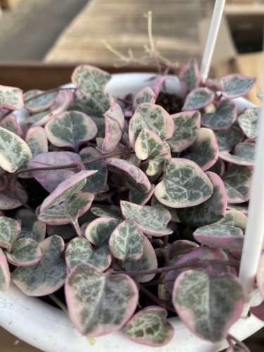 Ceropegia Woodii 100 PCS Seeds