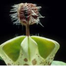 Ceropegia Woodii Flowers Bonsai Parachute Ceropegia Haygarthii 100 PCS Seeds