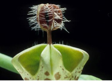 Ceropegia Woodii Flowers Bonsai Parachute Ceropegia Haygarthii 100 PCS Seeds