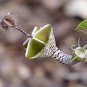 Ceropegia Woodii Flowers Bonsai Parachute Ceropegia Haygarthii 100 PCS Seeds