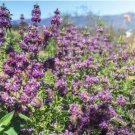Certified Organic Lemon Bee Balm 20 PCS Seeds