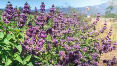 Certified Organic Lemon Bee Balm 20 PCS Seeds