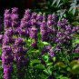 Certified Organic Lemon Bee Balm 20 PCS Seeds