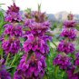 Certified Organic Lemon Bee Balm 20 PCS Seeds