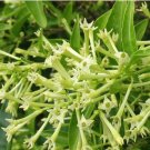 Cestrum Nocturnum Night Blooming Jasmine White Flowers 20 PCS Seeds