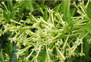 Cestrum Nocturnum Night Blooming Jasmine White Flowers 20 PCS Seeds