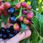 Ceylon Curry Leaf Plant Seeds Murraya Koenigii 50 PCS Seeds