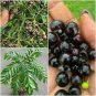 Ceylon Curry Leaf Plant Seeds Murraya Koenigii 50 PCS Seeds