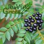Ceylon Curry Leaf Plant Seeds Murraya Koenigii 50 PCS Seeds