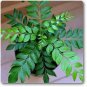 Ceylon Curry Leaf Plant Seeds Murraya Koenigii 50 PCS Seeds