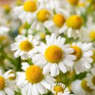 Chamomile German Herbals Flowers Chrysanthemum 20 PCS Seeds