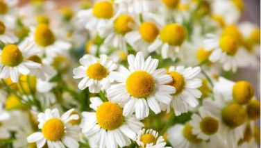 Chamomile German Herbals Flowers Chrysanthemum 20 PCS Seeds