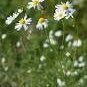 Chamomile German Herbals Flowers Chrysanthemum 20 PCS Seeds