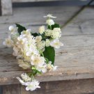 Champagne Hydrangea 20 PCS Seeds