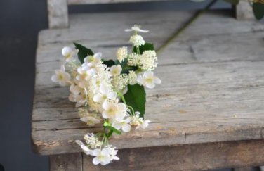Champagne Hydrangea 20 PCS Seeds