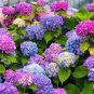 Champagne Hydrangea 20 PCS Seeds
