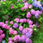 Champagne Hydrangea 20 PCS Seeds