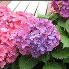 Champagne Hydrangea Bonsai Rare ice Cream Hydrangea Flowers 20 PCS Seeds