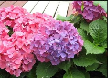 Champagne Hydrangea Bonsai Rare ice Cream Hydrangea Flowers 20 PCS Seeds