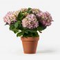 Champagne Hydrangea Bonsai Rare ice Cream Hydrangea Flowers 20 PCS Seeds