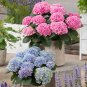 Champagne Hydrangea Bonsai Rare ice Cream Hydrangea Flowers 20 PCS Seeds