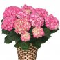 Champagne Hydrangea Bonsai Rare ice Cream Hydrangea Flowers 20 PCS Seeds