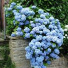 Champagne Hydrangea Flower 20 PCS Seeds Champagne Hydrangea Flower 20 PCS Seeds