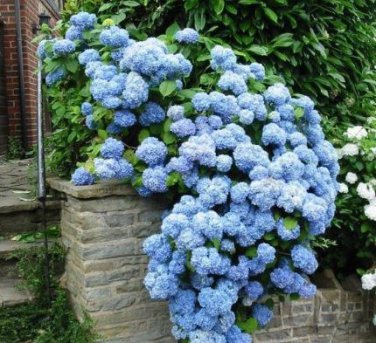 Champagne Hydrangea Flower 20 PCS Seeds