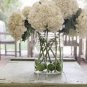 Champagne Hydrangea Flower 20 PCS Seeds