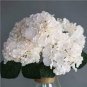 Champagne Hydrangea Flower 20 PCS Seeds