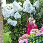 Champagne Hydrangea Flower 20 PCS Seeds