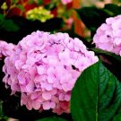 Champagne Hydrangea Seeds Fresh Pink Flowers 20 PCS Seeds