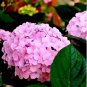 Champagne Hydrangea Seeds Fresh Pink Flowers 20 PCS Seeds