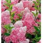 Champagne Hydrangea Seeds Fresh Pink Flowers 20 PCS Seeds