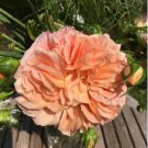 Champagne Hydrangea Seeds Ice Cream Light Orange Flowers 20 PCS Seeds