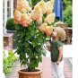 Champagne Hydrangea Seeds Ice Cream Light Orange Flowers 20 PCS Seeds