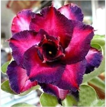 Chansonette' Adenium Desert Rose 2 PCS Seeds