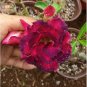 Chansonette' Adenium Desert Rose 2 PCS Seeds