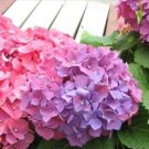 Champagne Hydrangea Bonsai Rare ice Cream Hydrangea Flowers 20 PCS Seeds