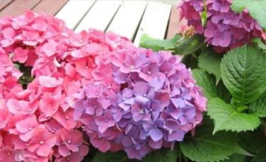 Champagne Hydrangea Bonsai Rare ice Cream Hydrangea Flowers 20 PCS Seeds