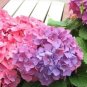 Champagne Hydrangea Bonsai Rare ice Cream Hydrangea Flowers 20 PCS Seeds