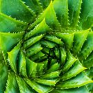 Charming Aloe Mix 500 PCS Seeds
