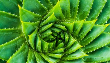 Charming Aloe Mix 500 PCS Seeds