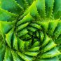 Charming Aloe Mix 500 PCS Seeds