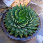 Charming Aloe Mix 500 PCS Seeds