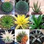 Charming Aloe Mix 500 PCS Seeds