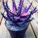 Charming Aloe Mix Excellent Houseplants Succulent Aloe Vera Bonsai 500 PCS Seeds