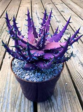 Charming Aloe Mix Excellent Houseplants Succulent Aloe Vera Bonsai 500 PCS Seeds