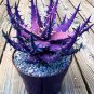 Charming Aloe Mix Excellent Houseplants Succulent Aloe Vera Bonsai 500 PCS Seeds
