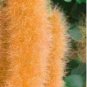 Chenille Plant (Acalypha pendula) Seeds Orange Color Bonsai Perennial Hanging Plants 100 PCS Seeds